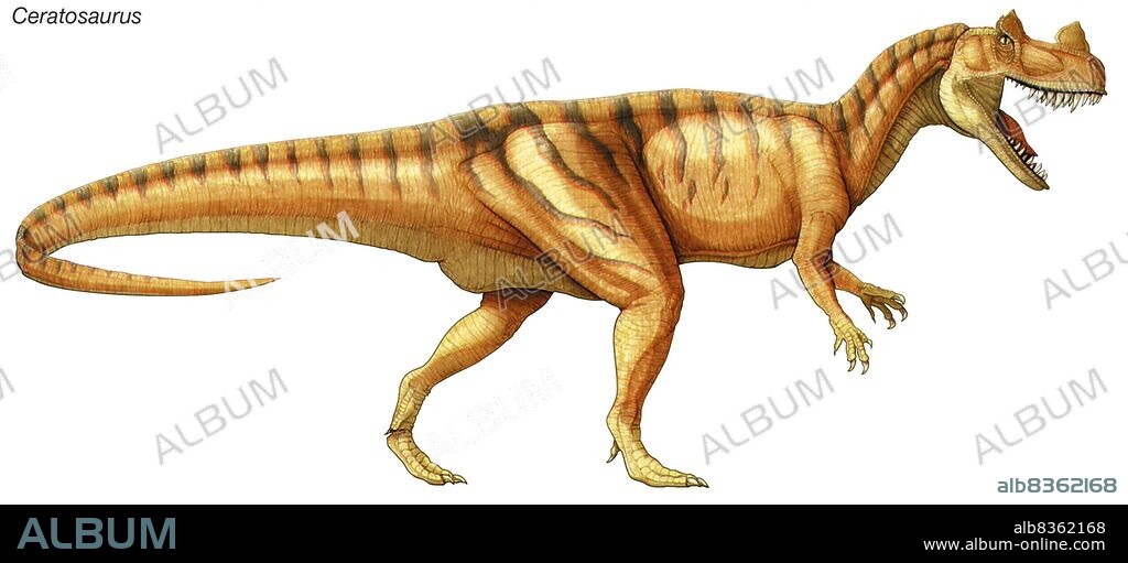 Ceratosaurus, late Jurassic dinosaur, a large predator with blade-like fans for eating flesh.