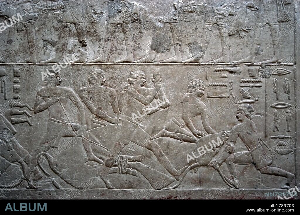 Egypt. Necropolis of Saqqara. Mastaba of Mereruka, priest of Pharaoh Teti.  2.340 B.C. Relief depicting an ox slaughter. 6th Dynasty. Old Kingdom.