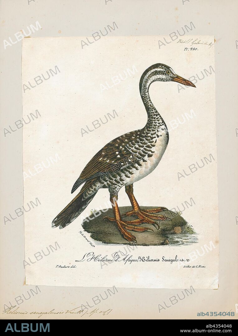 Podica senegalensis, Print, The African finfoot (Podica senegalensis) is an aquatic bird from the family Heliornithidae (the finfoots and sungrebe). The species lives in the rivers and lakes of western, central, and southern Africa., 1825-1834.
