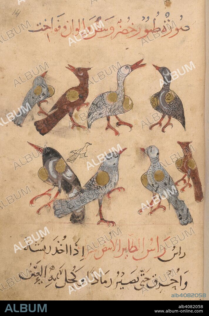 ARISTOTELES and IBN BAKHTISHU'. Eight pigeons of different colours and ringdoves. Kitab Na't al-hayawan (book of the characteristics of animals). Middle East, 13th century. A treatise on animals and the medical properties of the various parts of their bodies, compiled from works of Aristotle and Ibn Bakhtishu'. Source: Or. 2784 f.14r. Language: Arabic.