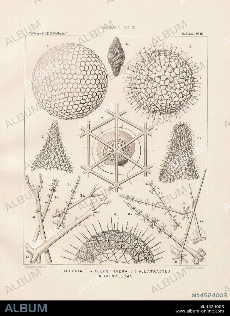 Aulonia, Aulosphaera, Aulatractus, Auloplegma, Illustration of several radiant animals of the group Phaeodaria from the 19th century, signed: E.Haeckel and A. Giltsch Del, F. Giltsch, Jena, Lithogr, Pl. 111, after p. 31, Haeckel, Ernst (del.); Giltsch, A. (del.); Giltsch, F. (lith.); Jena (lith.), 1862, Ernst Haeckel: Die Radiolarien (Rhizopoda Radiaria). III. und IV. Theil. Berlin: Verlag von Georg Reimer, 1862-1888.