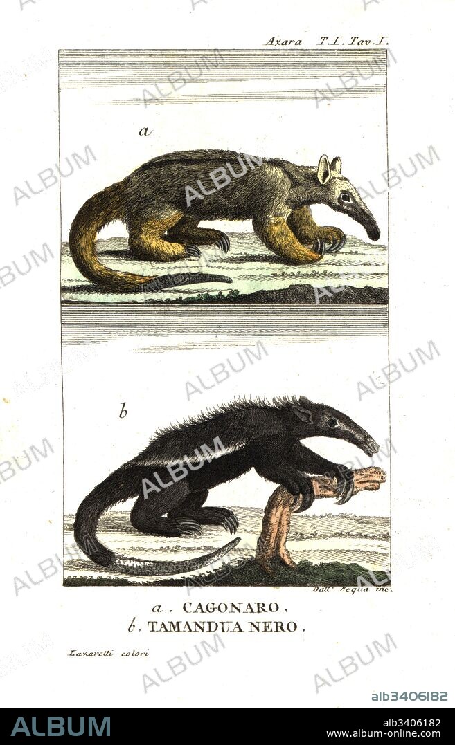Silky anteater or pygmy anteater (Azara's cagouare), Cyclopes didactylus, and black tamandua, Tamandua tetradactyla. From Felix de Azara's Voyages dans l'Amerique Meridionale, 1801. Copperplate engraving by Dell'Acqua handcoloured by Lazaretti from Giovanni Battista Sonzogno's Raccolta de Viaggi Piu Interessanti, Milan, 1815.
