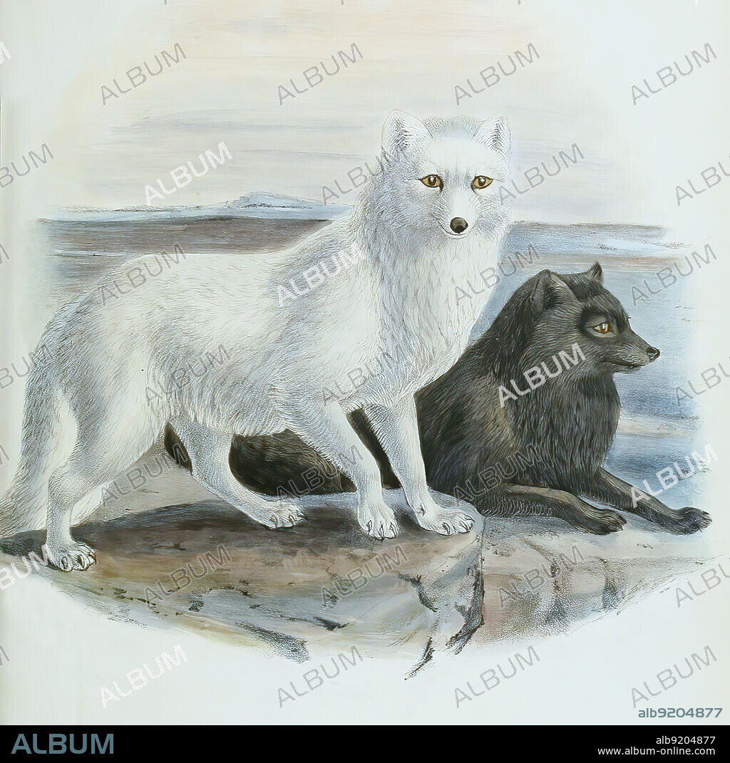 Polarfuchs, Schneefuchs oder Eisfuchs, Vulpes lagopus, Alopex lagopus, Historisch, historical, digital improved reproduction of an original from the 19th century / digital restaurierte Reproduktion einer Originalvorlage aus dem 19. Jahrhundert, genaues Originaldatum nicht bekannt.