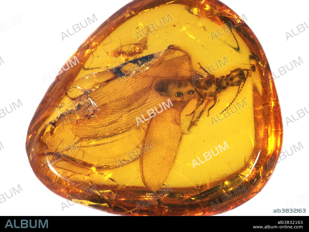 洋楽 bugs in amber rocketship leters 40 Million Year Old Baltic Amber With Unusual Insect / Amber