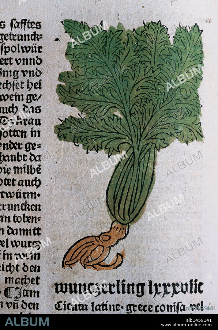 "Hortus Sanitatis". Herbario editado en 1487 por Johann Schönsperger en Augsburgo. Cicuta. Planta venenosa que contiene un alcaloide denominado "coniina" altamente tóxico. Tiene aplicaciones en medicina como calmante, sedante y antiespasmódico aunque su uso ha sido abandonado debido a su peligrosidad. Folio 55 r.