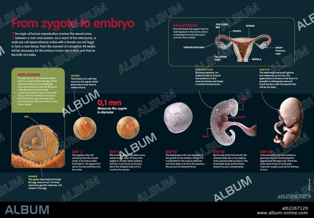 De cigoto a embrión. Infografía que describe el proceso de fecundación y el desarrollo del cigoto en el útero materno hasta los dos meses.