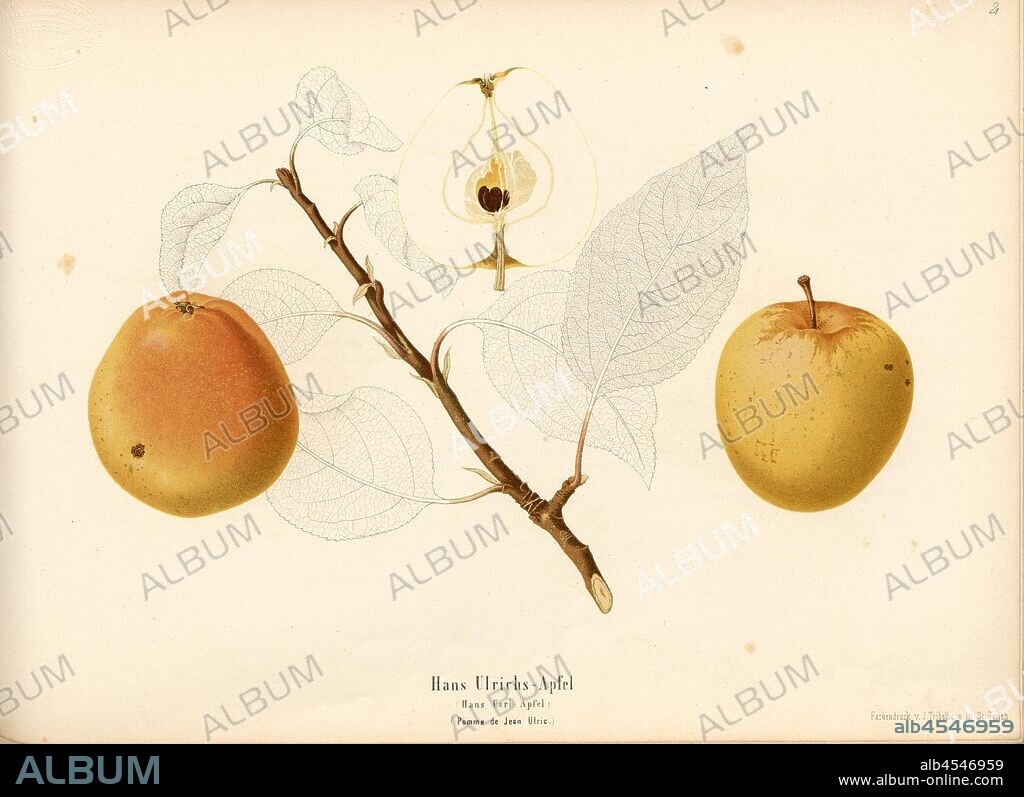 Hans Ulrichs apple, Swiss apple variety, Hans Ueri apple, Pomme de Jean Ulric, Signed: color print by J. Tribelhorn, Fig. 20, Tribelhorn, J. (imp.), 1863, Schweizerisch. Landwirtschaftl. Verein (Hg.): Schweizerische Obstsorten. [S.l.]: Schweizerischer Landwirtschaftlicher Verein, [1863].