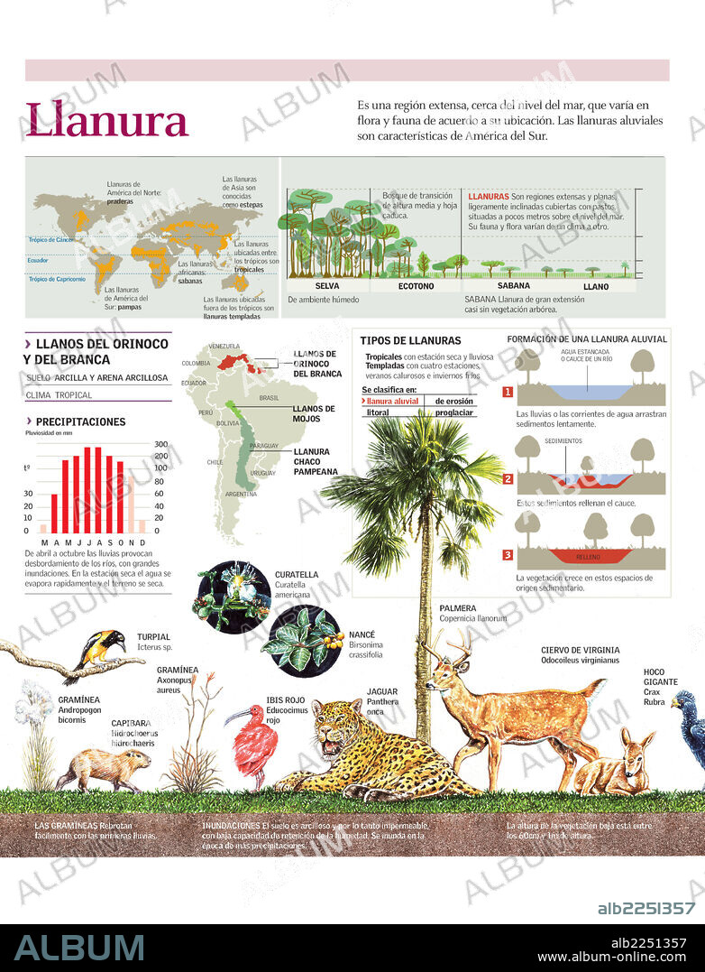 LLANURA. Infografía del bioma de los Llanos del Orinoco y del Branca y los diferentes tipos de llanura que existen en todo el mundo.