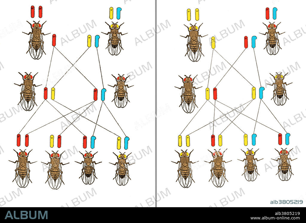 Cross between white-eyed male and red-eyed female of the vinegar fly. From The physical basis of heredity by Thomas Hunt Morgan, 1919. Thomas Hunt Morgan (1866-1945) was the recipient of the 1933 Nobel Prize in Medicine for his discoveries of the role played by chromosomes in heredity. Morgan received his Ph.D. in 1890 at Johns Hopkins University. The work that received the prize was completed over a 17-year period at Columbia University by Morgan and his students, commencing in 1910 with his discovery of the white-eyed mutation in the fruit fly, Drosophila. This led to the discovery of sex-linked inheritance, allowing chromosomes to be identified as the carriers of the hereditary material.