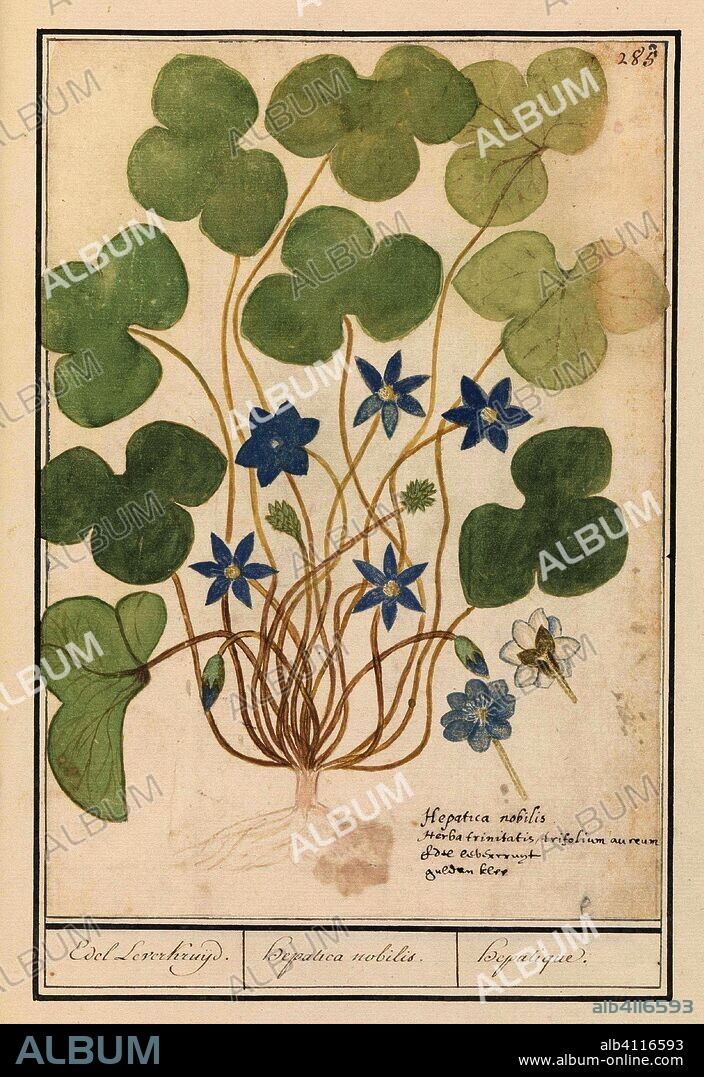 ANSELMUS BOËTIUS DE BOODT. Liverflower (Anemone hepatica, old name: Hepatica nobilis). Noble Liver Jar. / Hepatica nobilis. / hepatique. Draughtsman: Anselmus Boëtius de Boodt. Draughtsman: Elias Verhulst. Dating: 1596 - 1610. Place: Praag. Measurements: h 287 mm × w 200 mm.