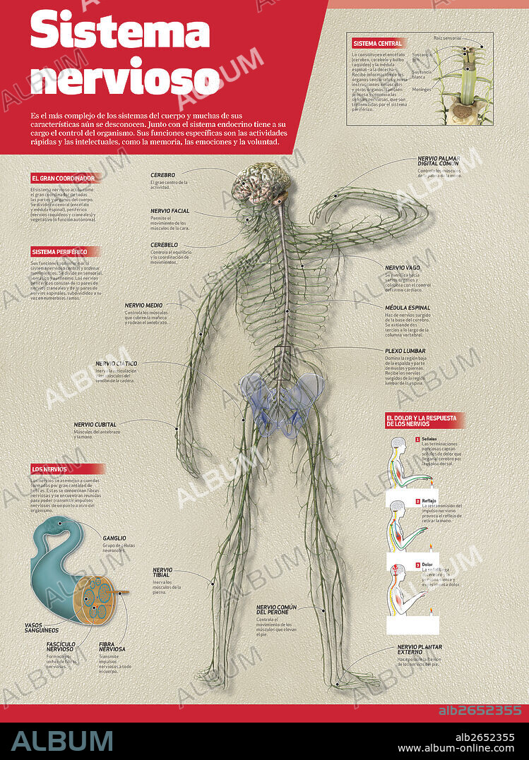 SISTEMA NERVIOSO. Infografía del sistema nervioso humano.