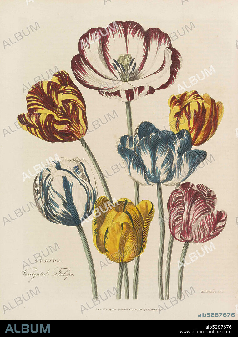 THOMAS GREEN. The universal herbal.