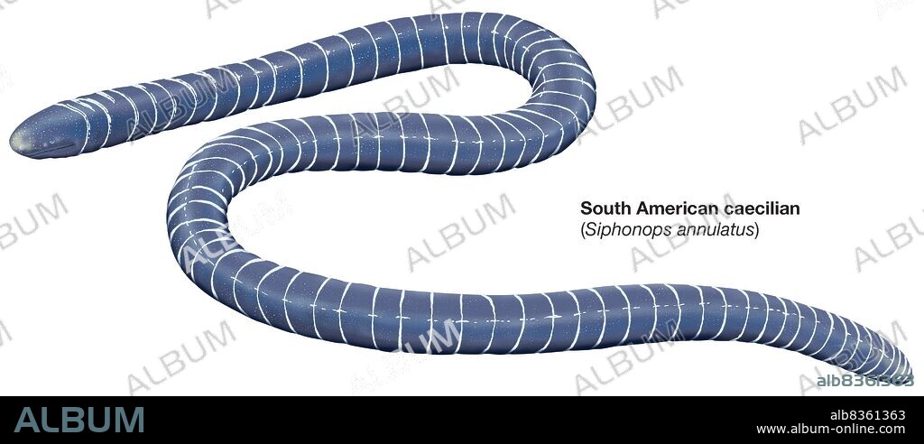 South American caecilian (Siphonops annulatus).