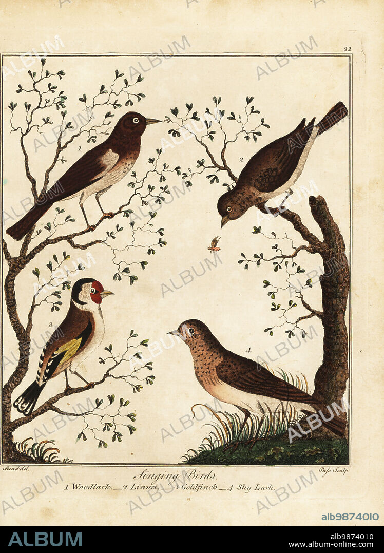 Songbirds: woodlark, Lullula arborea 1, linnet, Linaria cannabina 2, goldfinch, Carduelis carduelis 3, and sky lark, Alauda arvensis 4. Handcoloured copperplate engraving by J. Pass after an illustration by Daniel Dodd from William Augustus Osbaldistons The British Sportsman, or Nobleman, Gentleman and Farmers Dictionary of Recreation and Amusement, J. Stead, London, 1792.