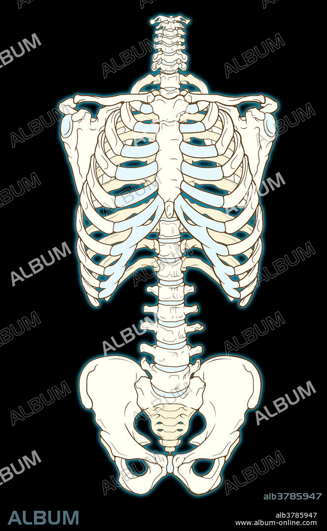 An illustrated anterior view of the rib cage, vertebral column and pelvis.