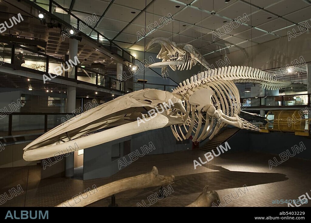 Blue whale skeleton in the Iziko Museum, Natural History Museum, Cape Town, South Africa, Africa