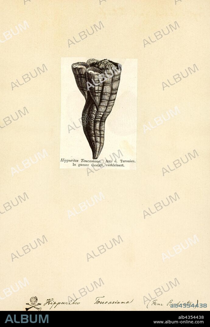Hippurites toucasiana, Print, Hippurites is an extinct genus of bivalve mollusc in the rudist family, from the Late Cretaceous of Africa, Asia, Europe, North America, and South America.