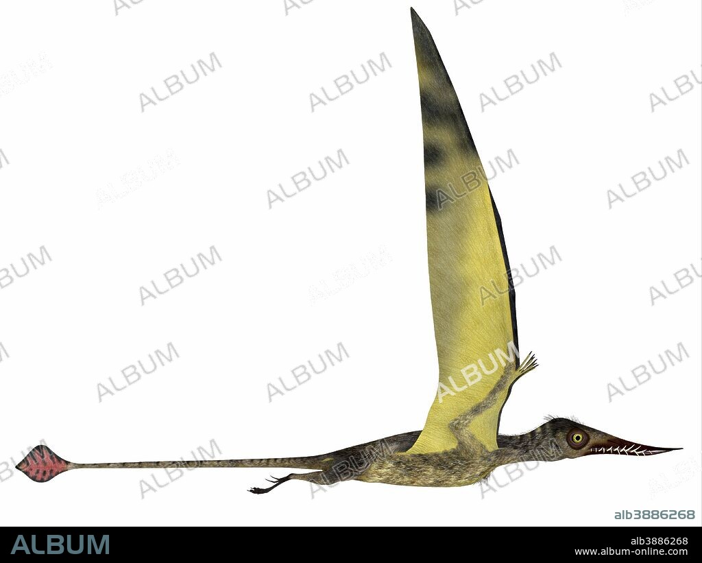 Rhamphorhynchus pterosaur. Rhamphorhynchus was a pterosaur that lived in England, Tanzania, Spain and Germany during the Jurassic Periods.