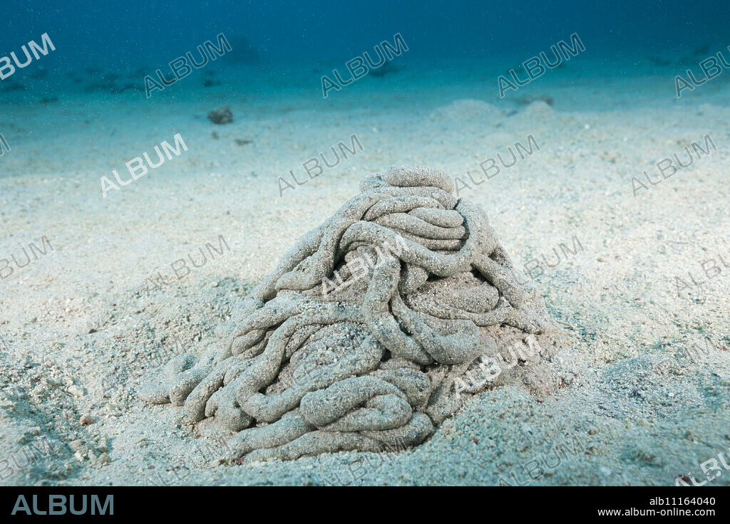 Excretions of Sea Cucumber, Holothuroidea, Marsa Alam, Red Sea, Egypt.