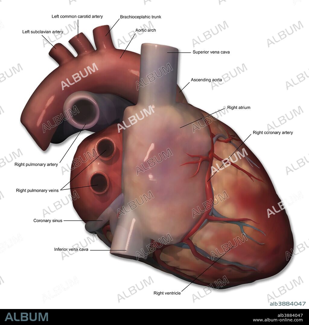 Right lateral view of human heart anatomy with annotations.