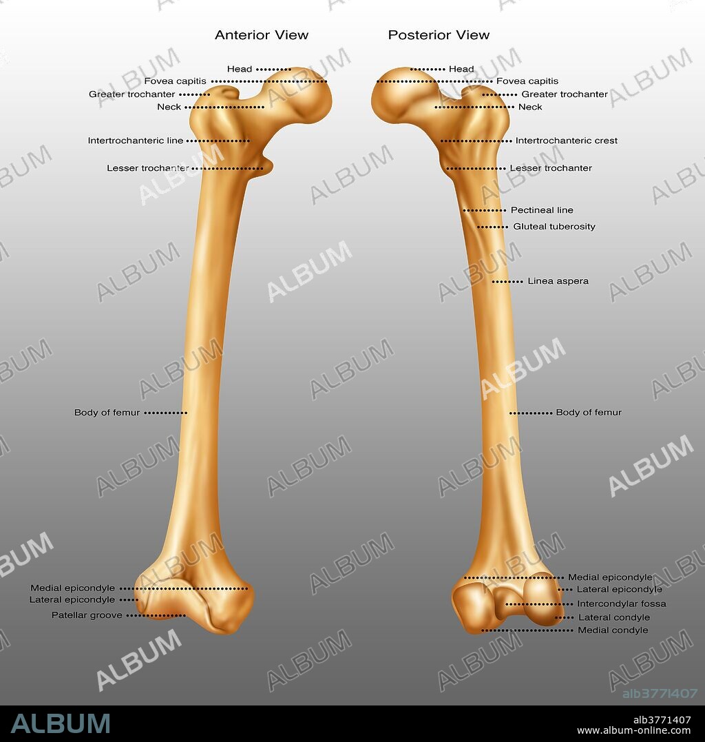 Anterior and posterior view of a femur.