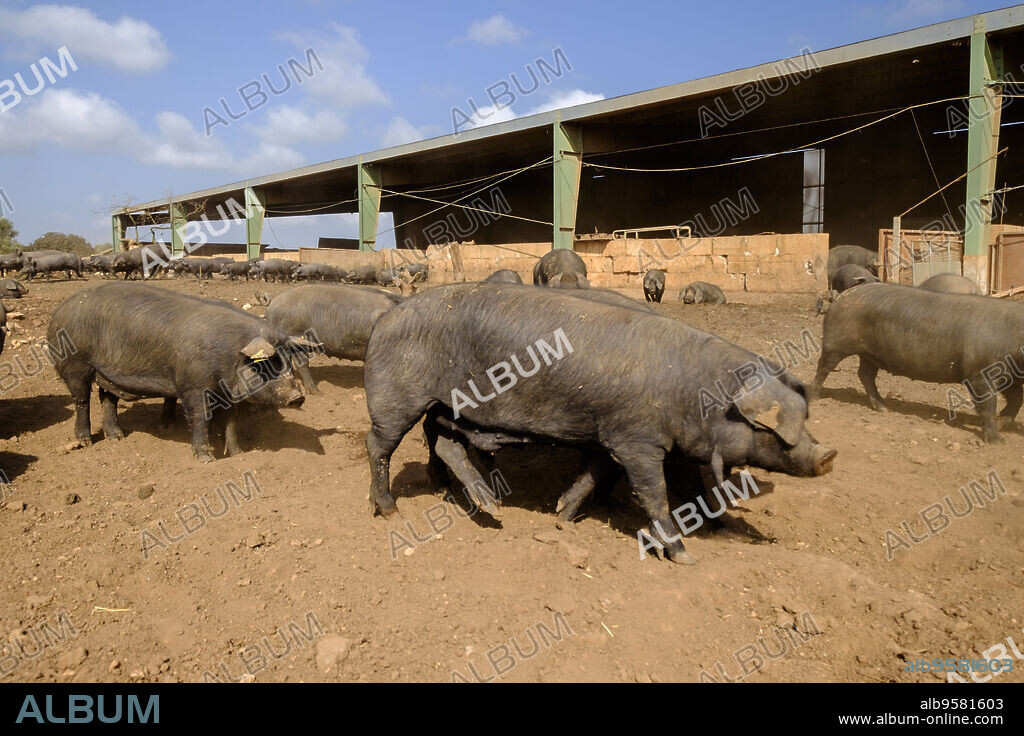 piara de cerdos negros, finca Es Bosch Vell, Santa Margalida, Mallorca, balearic islands, spain, europe.