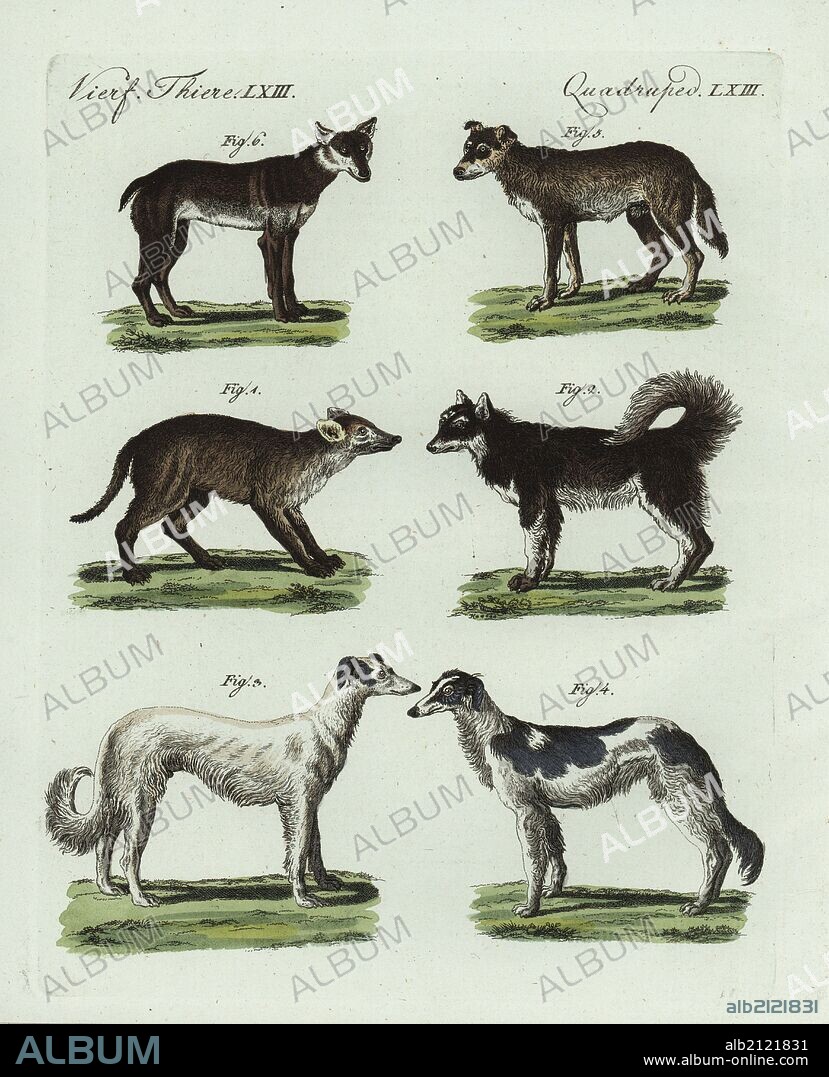 Wild dog of Cayenne, Canis thoris 1, great dog-wolf 2, Borzoi male 3 and female 4, wolf-dog hybrid male 5 and female 6. Handcoloured copperplate engraving from Bertuch's "Bilderbuch fur Kinder" (Picture Book for Children), Weimar, 1798. Friedrich Johann Bertuch (1747-1822) was a German publisher and man of arts most famous for his 12-volume encyclopedia for children illustrated with 1,200 engraved plates on natural history, science, costume, mythology, etc., published from 1790-1830.
