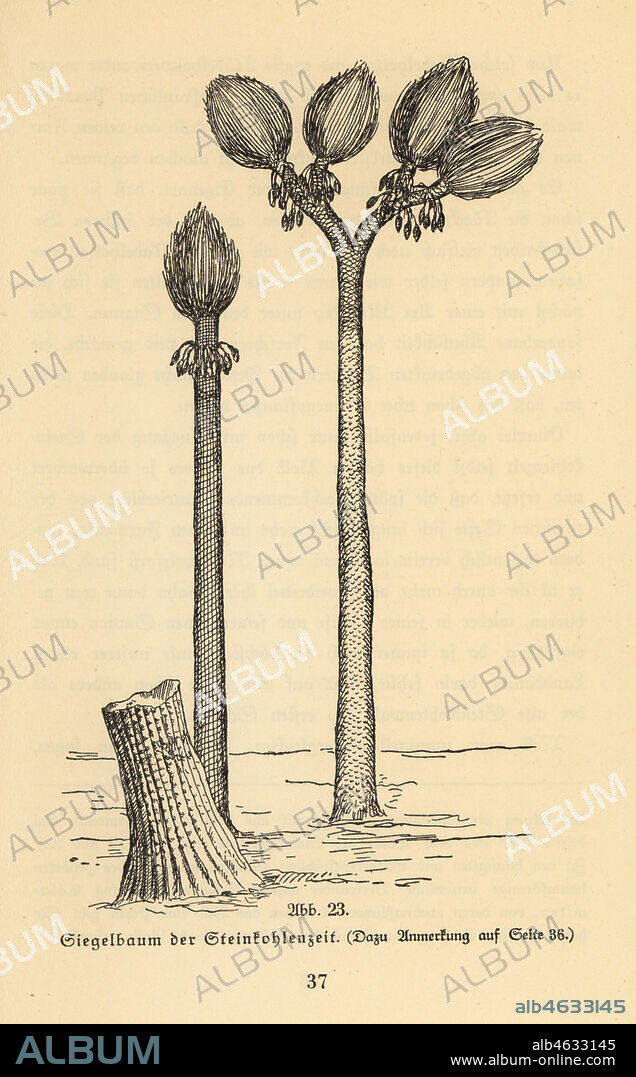 Extinct arborescent plant, Sigillaria genus, of the Carboniferous era. Coal forest era. Illustration from Wilhelm Bolsches Das Leben der Urwelt, Prehistoric Life, Georg Dollheimer, Leipzig, 1932.