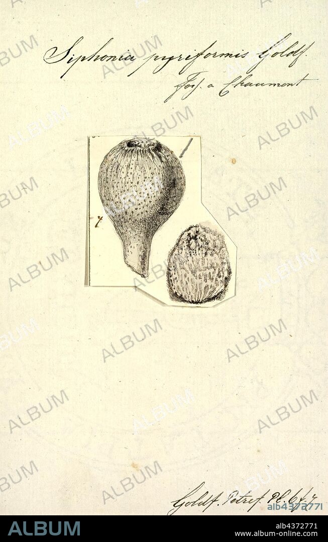Siphonia pyriformis, Print, Siphonia is a genus of extinct hallirhoid demosponges of the Upper Cretaceous, from about 125 to 66 million years ago. They lived in the Western Tethys Ocean, in what is now Europe.