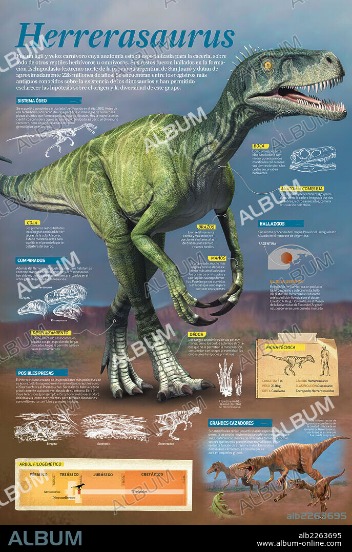 Herrerasaurus. Infographic about the Herrerasaurus, a carnivore dinosaur that lived at the end of the Middle Triassic, approximately 228 million years ago.
