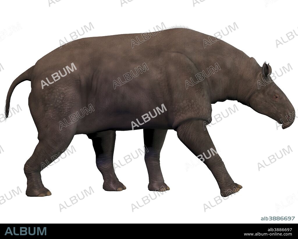 Paraceratherium also known as Indricotherium was a genus of gigantic hornless rhinoceros-like animal which was the largest land mammal ever known. It was a herbivore and lived during the Eocene to Oligocene Periods.