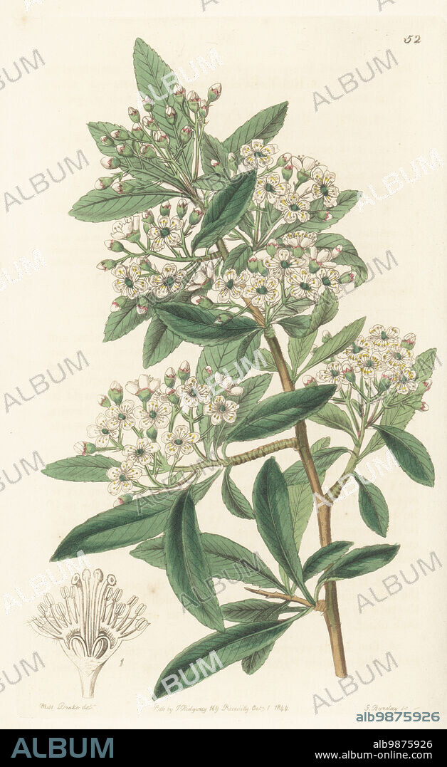 Nepalese firethorn, Nepal firethorn or Himalayan firethorn, Pyracantha crenulata. Sent from Nepal to Scottish botanist Dr William Roxburgh who grew it in the Calcutta Botanical Gardens. Indian pyracantha, Crataegus crenulata. Handcoloured copperplate engraving by George Barclay after a botanical illustration by Sarah Drake from Edwards Botanical Register, continued by John Lindley, published by James Ridgway, London, 1844.