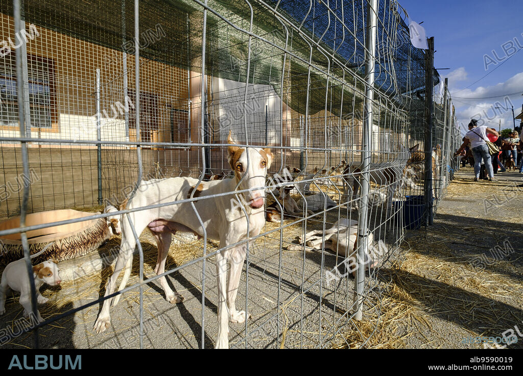 podenco ibicenco , raza canina española autóctona de Ibiza. Canis lupus familiaris, feria de Llucmajor, Mallorca, balearic islands, spain, europe.
