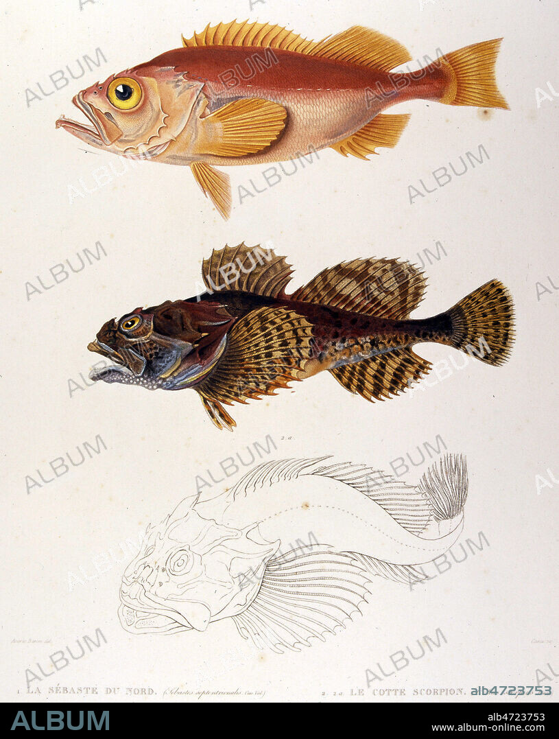 Planche zoologique, POISSON : Sebaste du nord, et Lecotte scorpion, in Voyage en Islande et au Groenland par Joseph Paul GAIMARD (1796-1858) naturaliste francais . conserve a la Bibliotheqe et archives de la Marine a Vincennes. Credit Collection JEAN VIGNE/ KHARBINE TAPABOR.