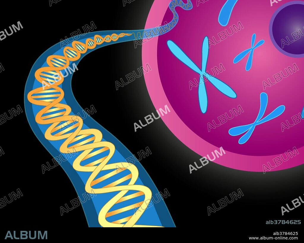 Chromosomes and DNA double helix. A chromosome is a packaged and organized structure containing most of the DNA of a living organism. Deoxyribonucleic acid (DNA) is a molecule that carries most of the genetic instructions used in the development, functioning and reproduction of all known living organisms and many viruses. In molecular biology, the term double helix refers to the structure formed by double-stranded molecules of nucleic acids such as DNA. The double helical structure of a nucleic acid complex arises as a consequence of its secondary structure, and is a fundamental component in determining its tertiary structure. No artist credited, uploaded to NIH site December 29, 2015.
