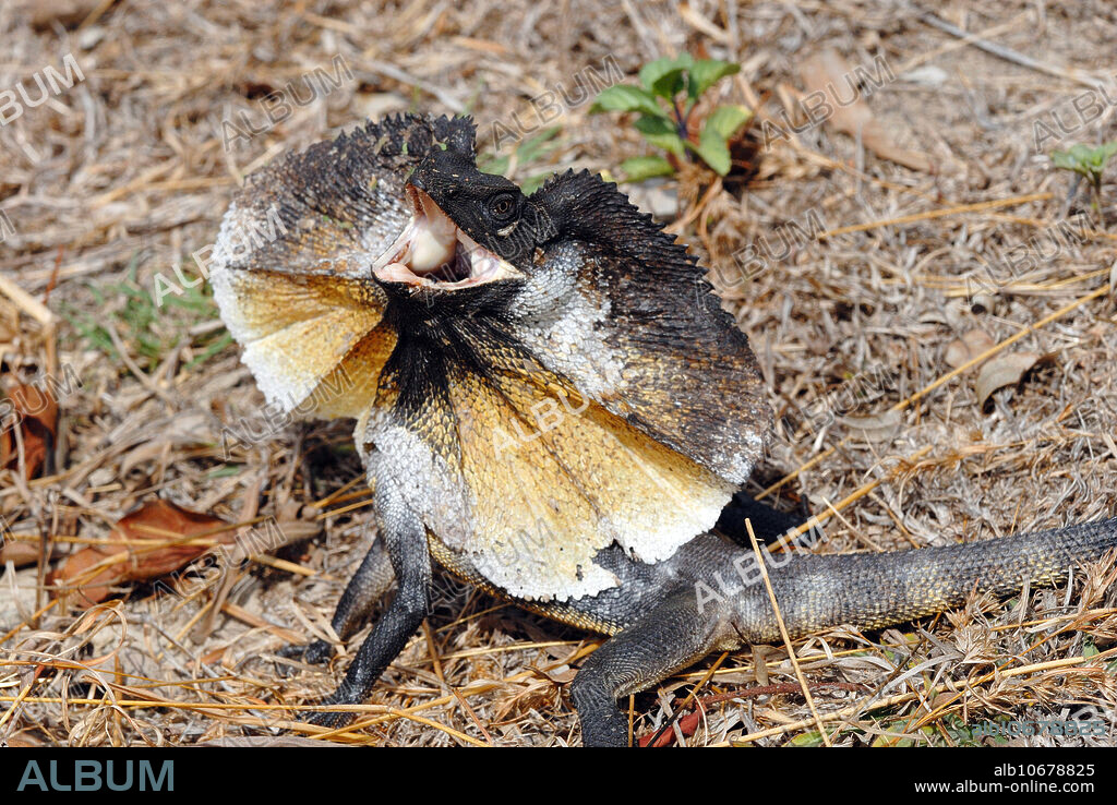Frill necked Lizard, (Chlamydosaurus kingii). This large dragon lizard, or agamid, occurs over tropical Australian in open forests and dry woodlands and savannah country. It grows to a total length of around 80cms. It feeds on insects, spiders and smaller lizards. Its frill is erected as an aggressive/defensive display and also for heat dispersion. Largely arboreal in habit, it does forage on the ground, taking to the nearest tree if alarmed.