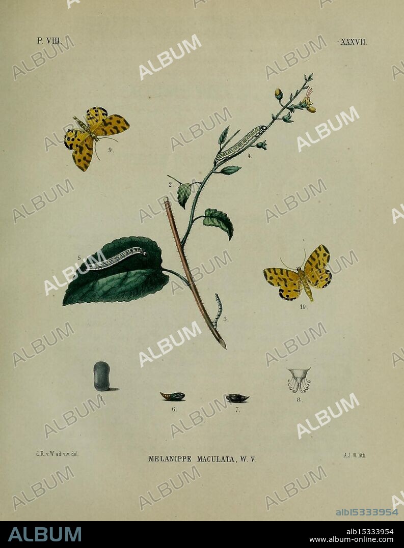 Beschouwing der wonderen Gods, Amsterdam, J.C. Sepp, 1762-1860, entomology, Netherlands, Lepidoptera, Melanippe maculata., The illustration showcases a detailed depiction of the Melanippe maculata butterfly, highlighted alongside a slender plant stem adorned with delicate leaves. The butterfly is portrayed in vibrant detail, exhibiting its distinctive yellow wings sprinkled with black spots. Additionally, smaller illustrations at the bottom reveal various life stages or anatomical features of the species, including a close-up of its larval form and other relevant characteristics. The overall composition emphasizes the intricate relationship between the butterfly and its natural habitat, underscoring the beauty and complexity of the species.