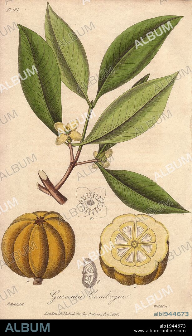 Gambooge, Garcinia gummi-gutta. Handcoloured botanical illustration drawn by G. Reid and engraved on steel by Weddell from John Stephenson and James Morss Churchill's "Medical Botany: or Illustrations and descriptions of the medicinal plants of the London, Edinburgh, and Dublin pharmacopœias," John Churchill, London, 1831.