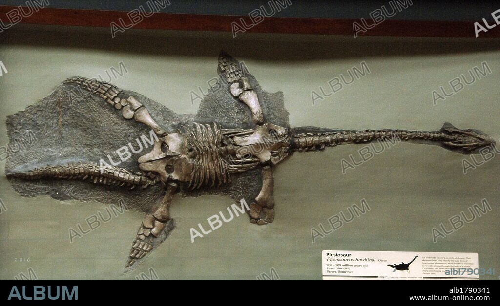 Esqueleto de PLESIOSAURIO (Plesiosaurus hawkinsi). 208-203 millones de años. Jurásico Inicial. Procede de Stree, Somerset. Museo de Historia Natural. Londres. Inglaterra. Reino Unido.