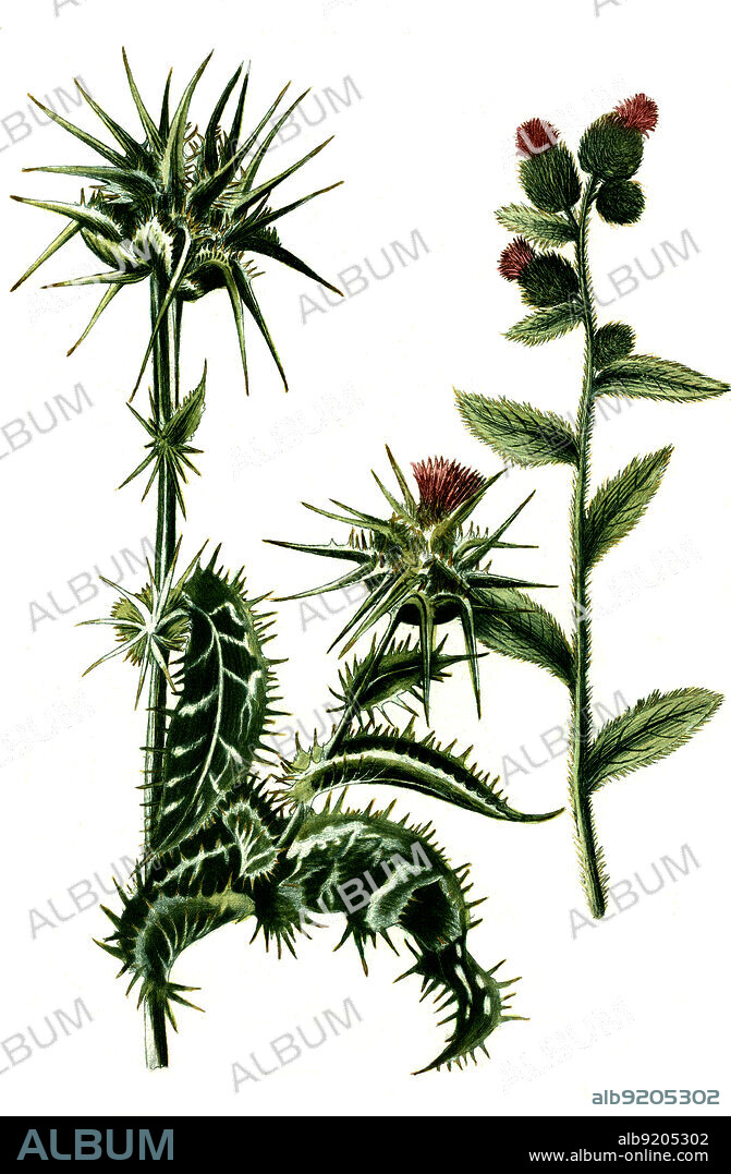 Silybum marianum, Mariendistel und Carduus pratensis, Wiesendistel, Digital retuschierte Illustration aus Phytanthoza iconographica von Johann Wilhelm Weinmann, Maler Bartholomäus Seutter und Kupferstecher Johann Jakob Haid und Johann Elias Ridinger, 1740 / Digitally retouched illustration from Phytanthoza iconographica by Johann Wilhelm Weinmann, painter Bartholomäus Seutter and engravers Johann Jakob Haid and Johann Elias Ridinger, 1740.