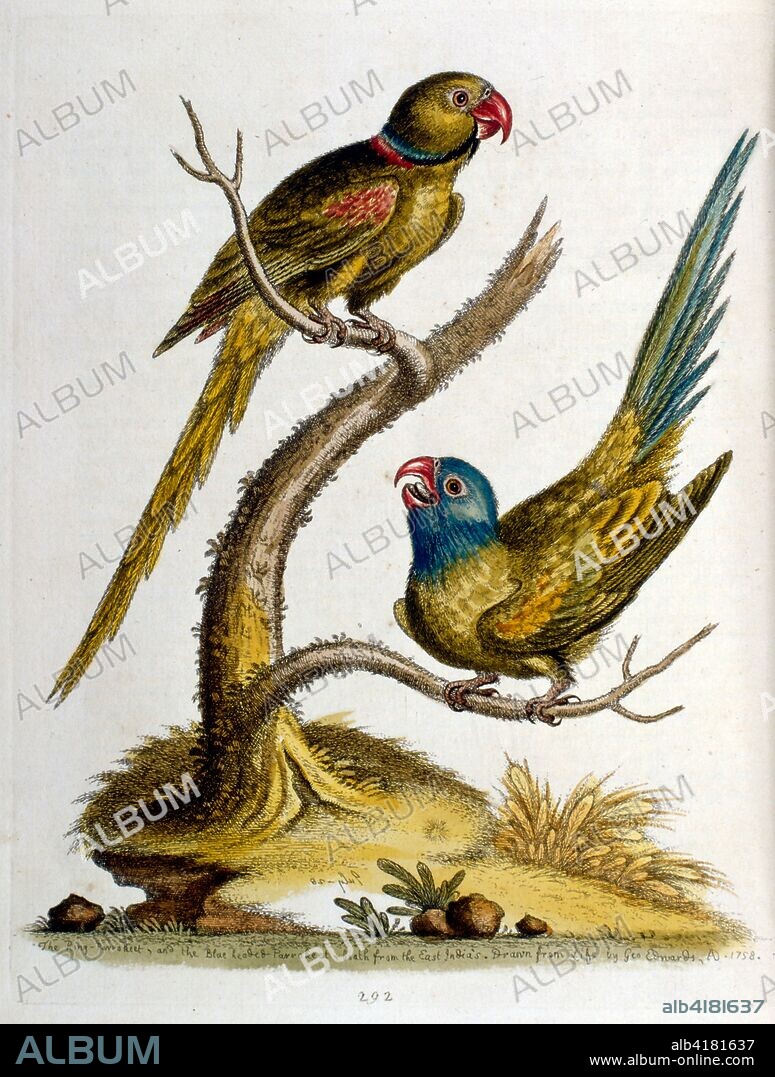 Watercolour illustration from a book of rare birds by G Edwards 1750. George Edwards (1694-1773) was a British naturalist and ornithologist. He travelled extensively through Europe, studying natural history and birds in particular. He gained some recognition for his coloured drawings, and published his first work in 1743-the first volume of A Natural History of Uncommon Birds.