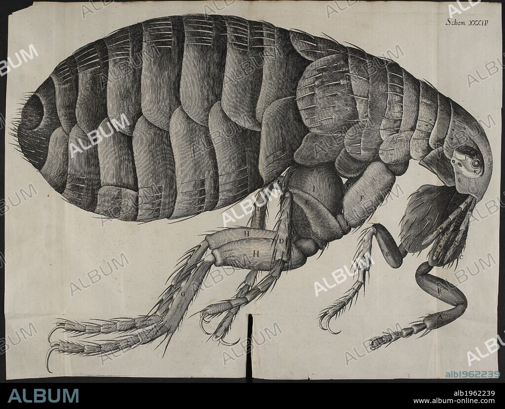 ROBERT HOOKE. An illustration of a flea. Micrographia, or some physiological descriptions of minute bodies made by magnifying glasses, with observations and inquiries thereupon. London : Printed by Jo. Martyn, and Ja. Allestry, printers to the Royal Society, 1665. Source: 39.e.1. Language: English.