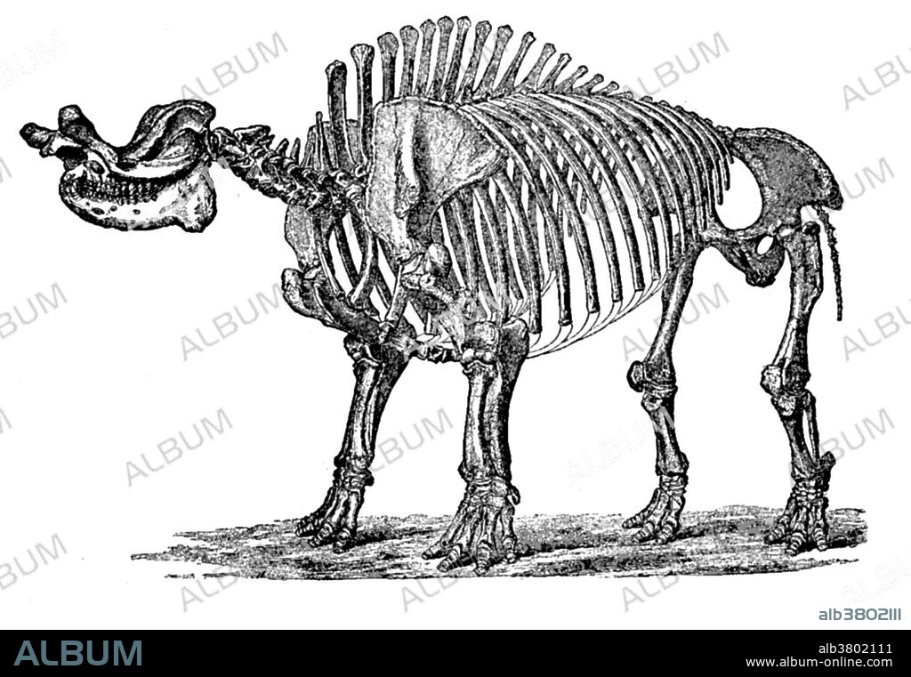 Brontops robustus skeleton. Brontops (thunder face) is an extinct genus of rhinoceros-like perissodactyl mammal. A typical brontothere, Brontops was a huge rhinoceros-like creature standing over 8 feet tall at the shoulder. It looked similar to the better known Brontotherium, possessing the same pair of blunt, horn-like protrusions on its snout, though they were considerably shorter. though the species B. dispar, could be about the size of a modern-day white rhino. This animal appeared during Cenozoic era, the most recent era of geologic time, from about 65 million years ago to the present. The Cenozoic Era is characterized by the formation of modern continents and the diversification of mammals and plants. Grasses also evolved during the Cenozoic. The climate was warm and tropical toward the beginning of the era and cooled significantly in the second half, leading to several ice ages. Humans first appeared near the end of this era.