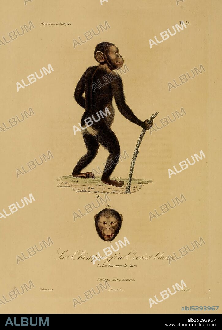 Illustrations de zoologie Paris A. Bertrand [1832-35?] pictorial works zoology René Primevère Lesson, An illustration depicting a chimpanzee standing upright, holding a stick in its right hand. The chimpanzee is portrayed in a naturalistic manner, showcasing its anatomical features and posture. Below the full-body representation, there is a detailed rendering of the chimpanzee's head, highlighting its facial characteristics. The title ''Le Chimpanzé'' is prominently displayed, indicating the subject of the illustration. The overall composition emphasizes both the animal's form and its expressive facial features, contributing to an understanding of its characteristics.