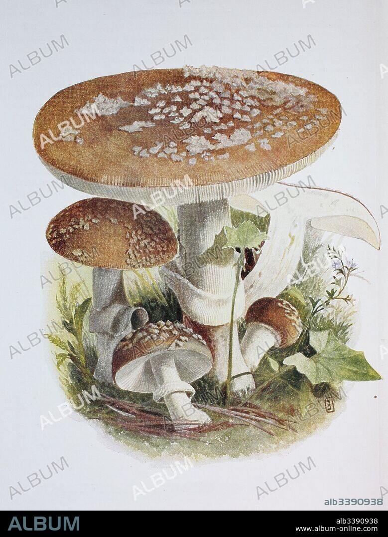 Amanita pantherina var. pantherina, also known as the panther cap and false blusher, digital reproduction of an ilustration of Emil Doerstling (1859-1940).
