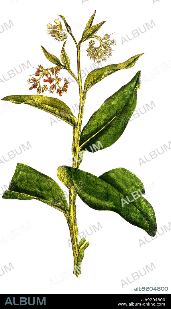 Echte Beinwell, Symphytum officinale, auch Gemeiner Beinwell, Beinwell, Arznei-Beinwell, Beinwurz / Symphytum officinale is a perennial flowering plant in the family Boraginaceae. Along with thirty four other species of Symphytum, it is known as comfrey. To differentiate it from other members of the genus Symphytum, this species is known as common comfrey, or true comfrey, Historisch, historical, digital improved reproduction of an original from the 19th century / digital restaurierte Reproduktion einer Originalvorlage aus dem 19. Jahrhundert, genaues Originaldatum nicht bekannt.