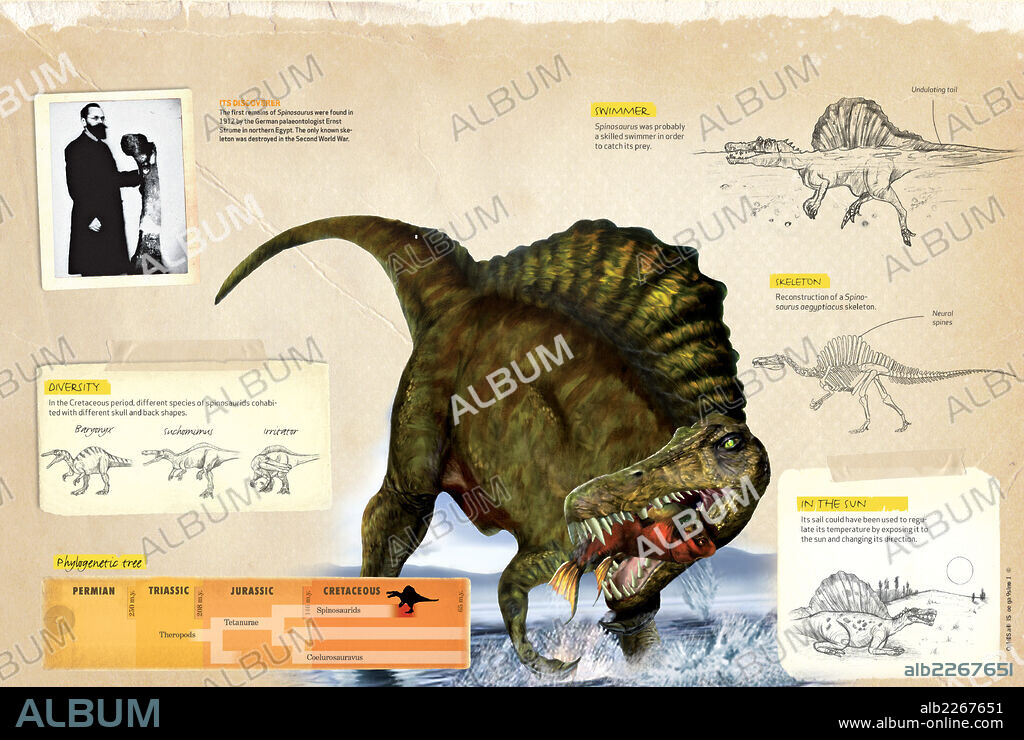 Características del Spinosaurus. Infografía sobre los hábitos y árbol filogenético del Espinosaurus, dinosaurio carnívoro que habitó la Tierra durante el Cretácico de la era Mesozoica.