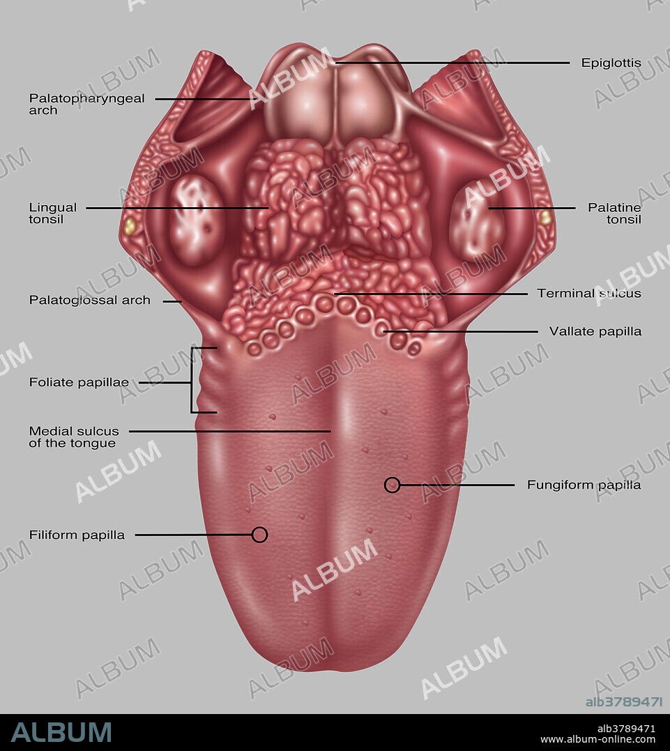 Anatomy of Human Tongue, Illustration
