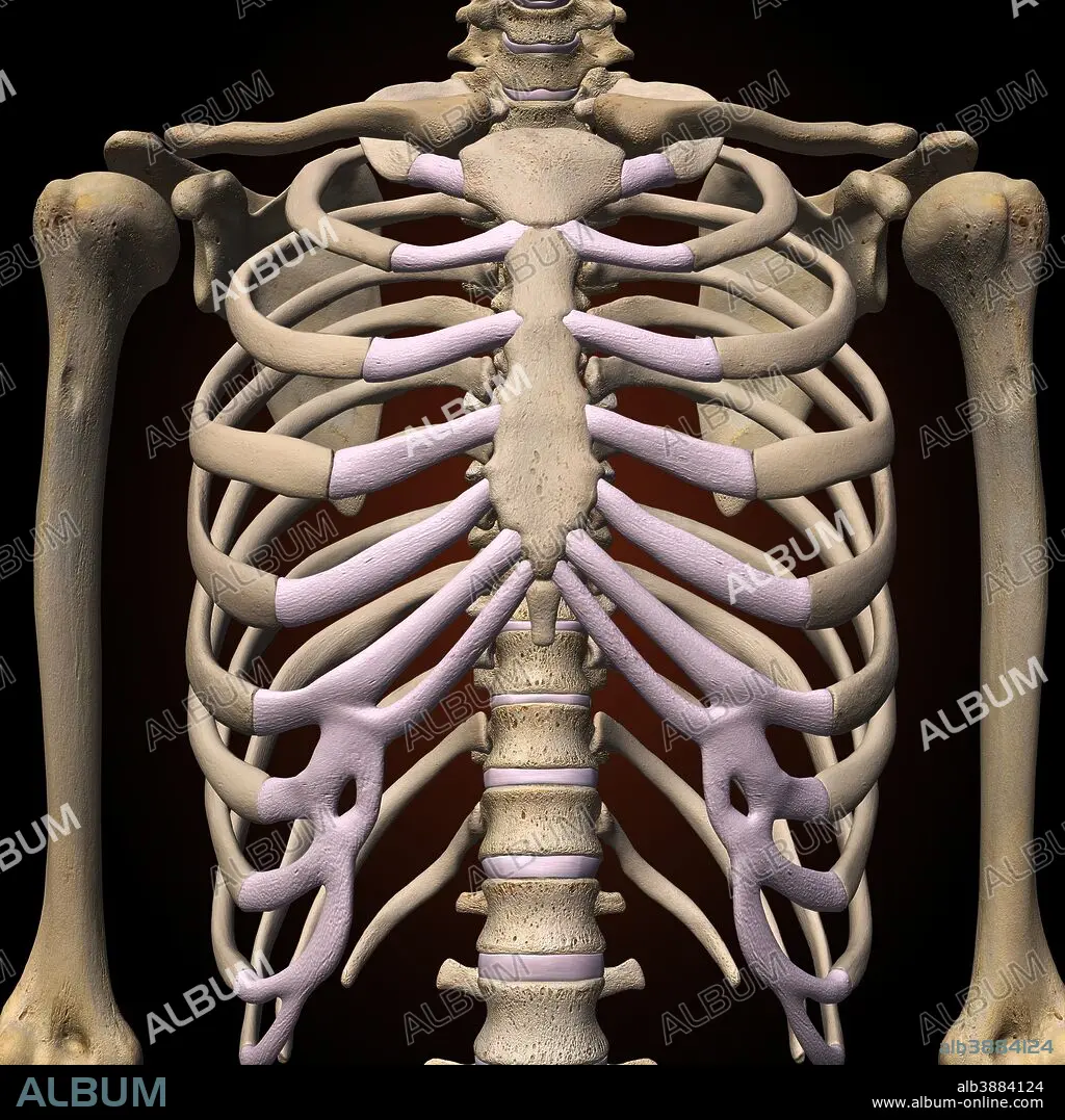 484 Large Rib Cage Stock Photos, High-Res Pictures, and Images