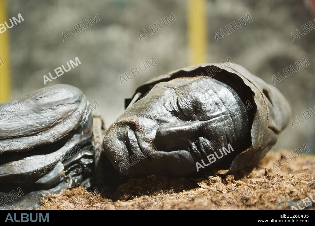 Preserved body of the Tollund Man, hung to death in 300 BC, Silkeborg Museum, Silkeborg, Jutland, Denmark, Scandinavia, Europe.